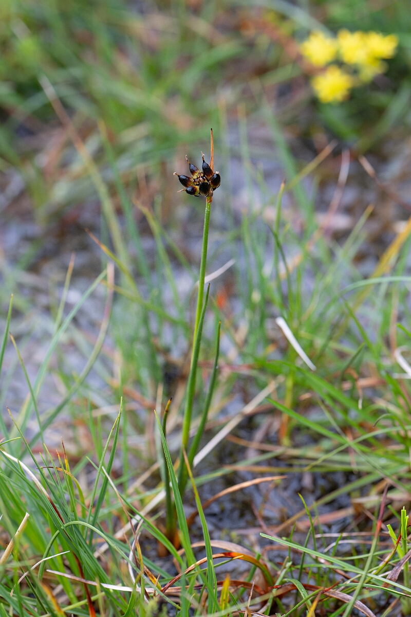 David Plant Photography - Wildlife Photography - Chestnut rush - B.jpg - Chestnut rush - Perthshire