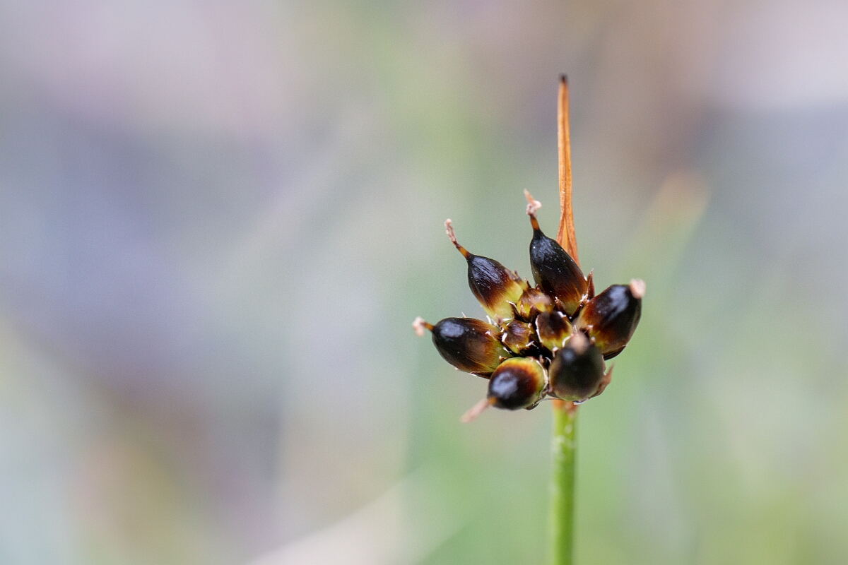 David Plant Photography - Wildlife Photography - Chestnut rush - C.jpg - Chestnut rush - Perthshire