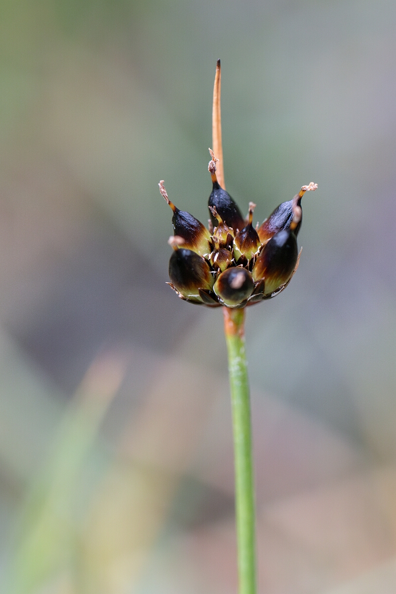 David Plant Photography - Wildlife Photography - Chestnut rush - D.jpg - Chestnut rush - Perthshire
