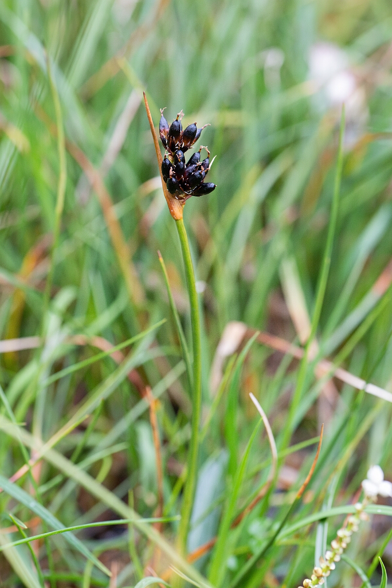 David Plant Photography - Wildlife Photography - Chestnut rush - E.jpg - Chestnut rush - Perthshire