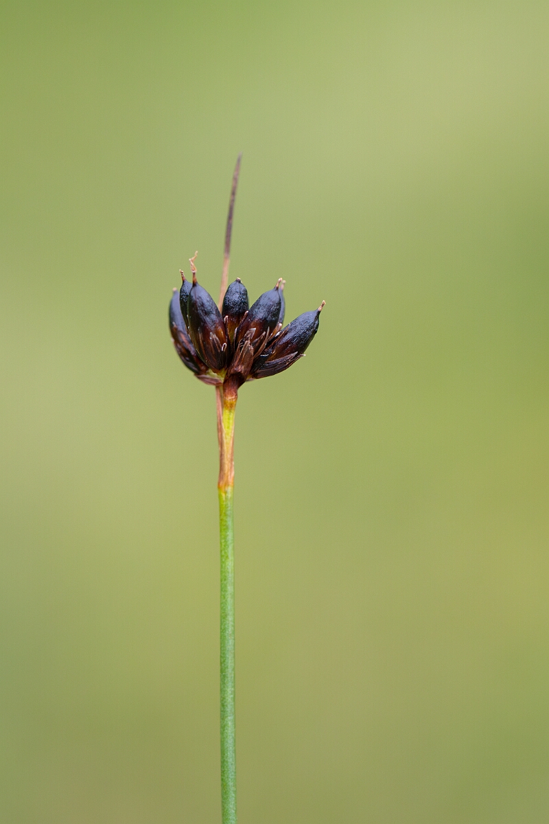 David Plant Photography - Wildlife Photography - Chestnut rush - F.jpg - Chestnut rush - Perthshire