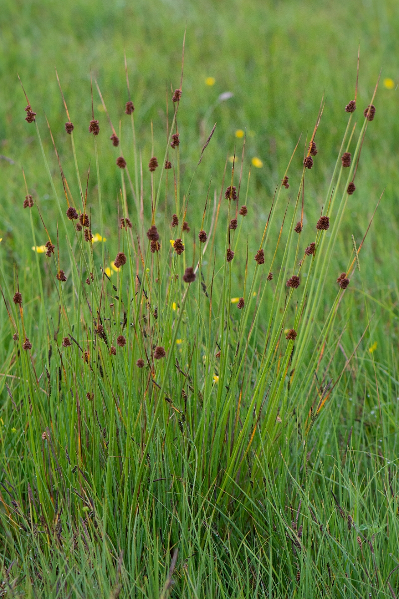 David Plant Photography - Wildlife Photography - Compact rush - G.JPG - Compact rush - Bridgend