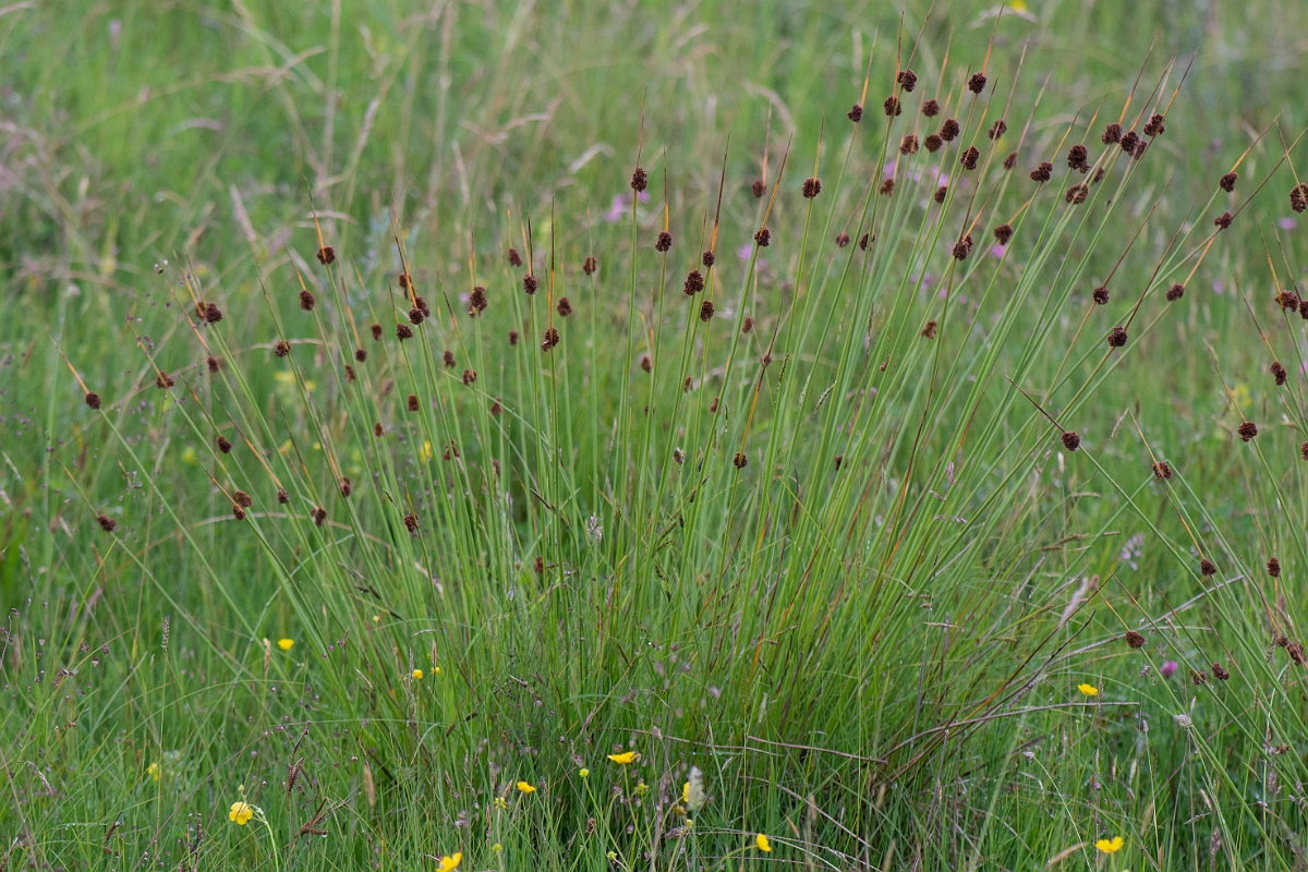 David Plant Photography - Wildlife Photography - Compact rush - H.JPG - Compact rush - Bridgend