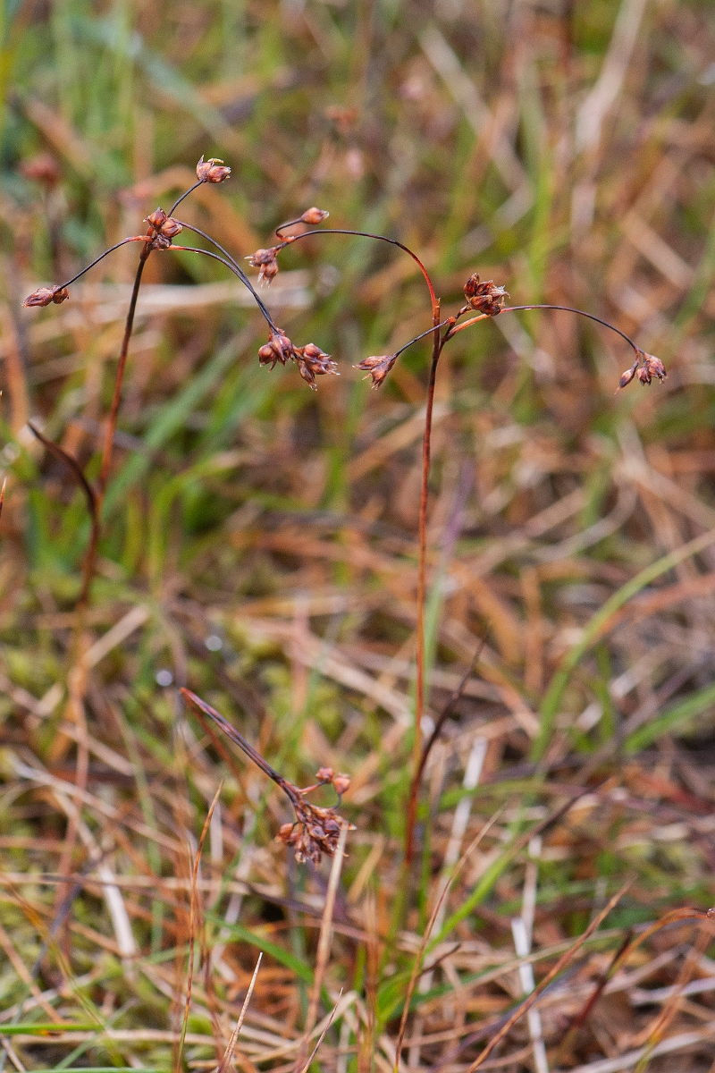 David Plant Photography - Wildlife Photography - Curved wood-rush - B.JPG - Curved wood-rush - Cairngorms