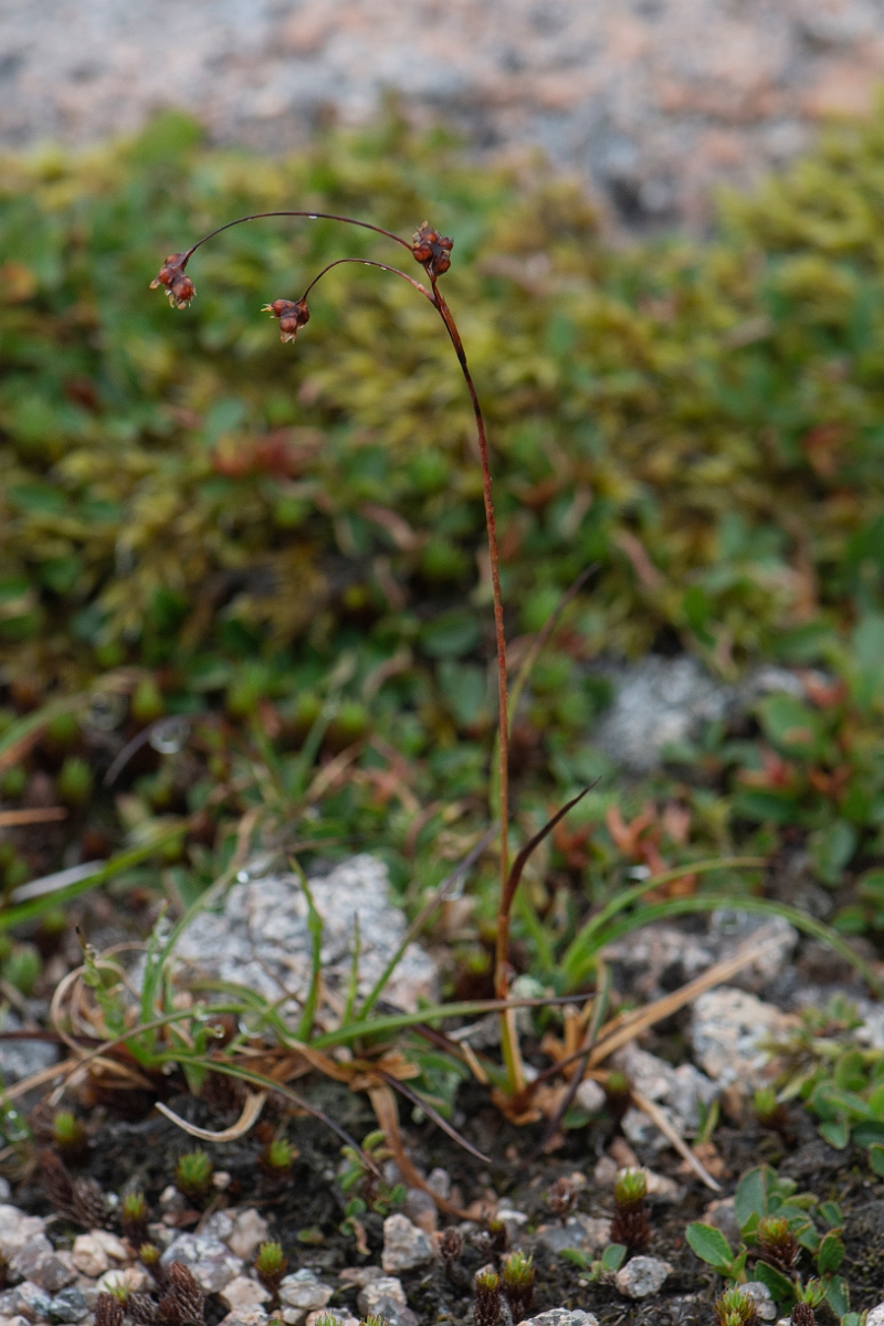 David Plant Photography - Wildlife Photography - Curved wood-rush - E.JPG - Curved wood-rush - Cairngorms