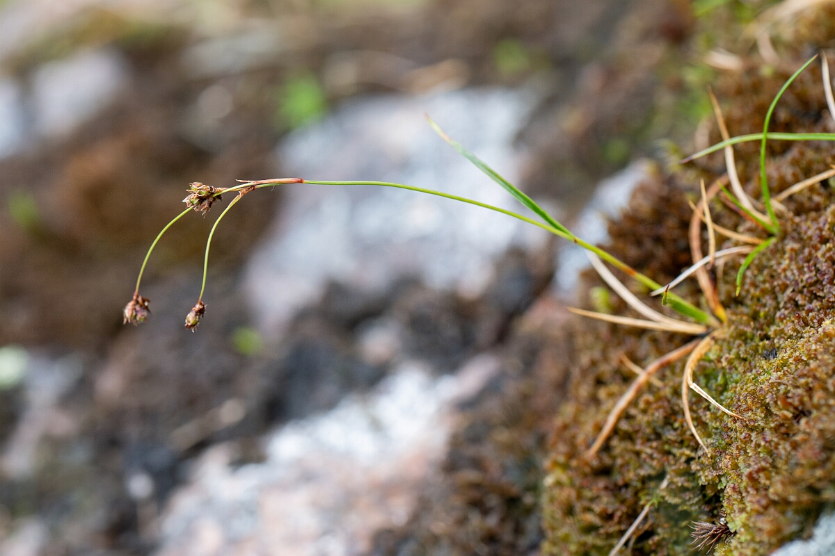 David Plant Photography - Wildlife Photography - Curved wood-rush - H.jpg - Curved wood-rush - Cairngorms