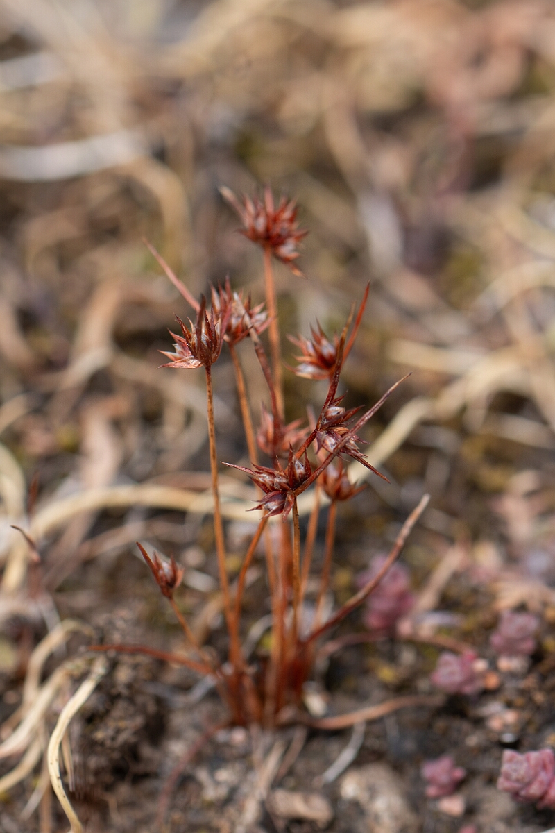 David Plant Photography - Wildlife Photography - Dwarf rush - A.jpg - Dwarf rush - Cornwall