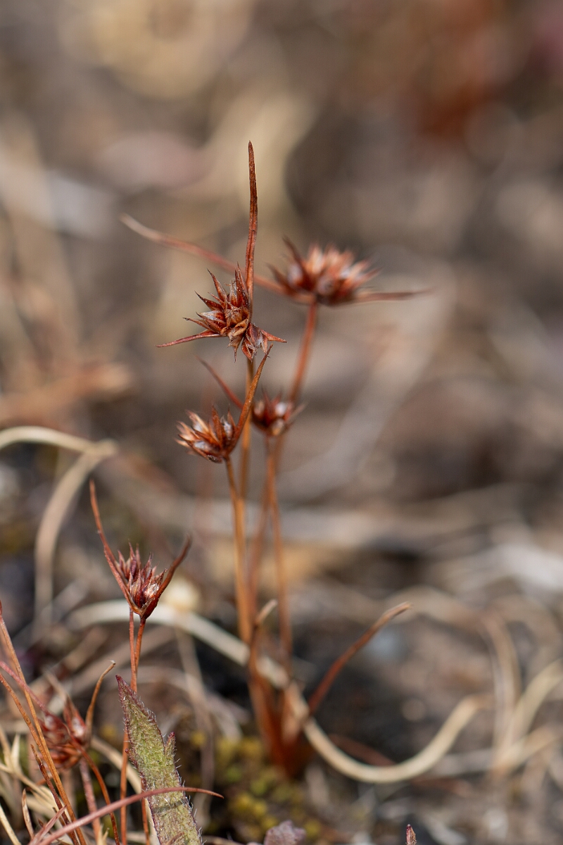 David Plant Photography - Wildlife Photography - Dwarf rush - B.jpg - Dwarf rush - Cornwall