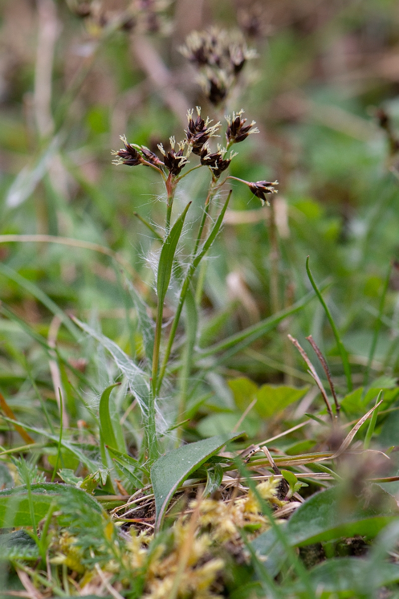 David Plant Photography - Wildlife Photography - Field wood-rush - A.JPG - Field wood-rush - Suffolk