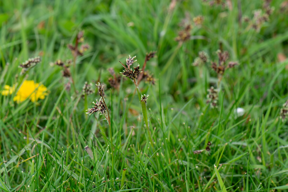 David Plant Photography - Wildlife Photography - Field wood-rush - C.jpg - Field wood-rush, plants - Gloucestershire