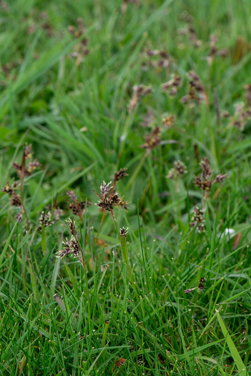 David Plant Photography - Wildlife Photography - Field wood-rush - D.jpg - Field wood-rush, plants - Gloucestershire