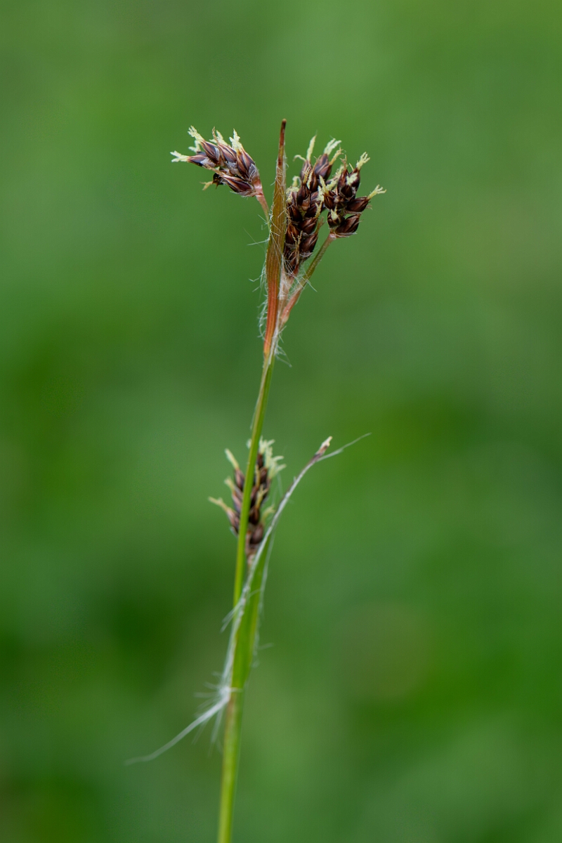 David Plant Photography - Wildlife Photography - Field wood-rush - E.jpg - Field wood-rush - Gloucestershire
