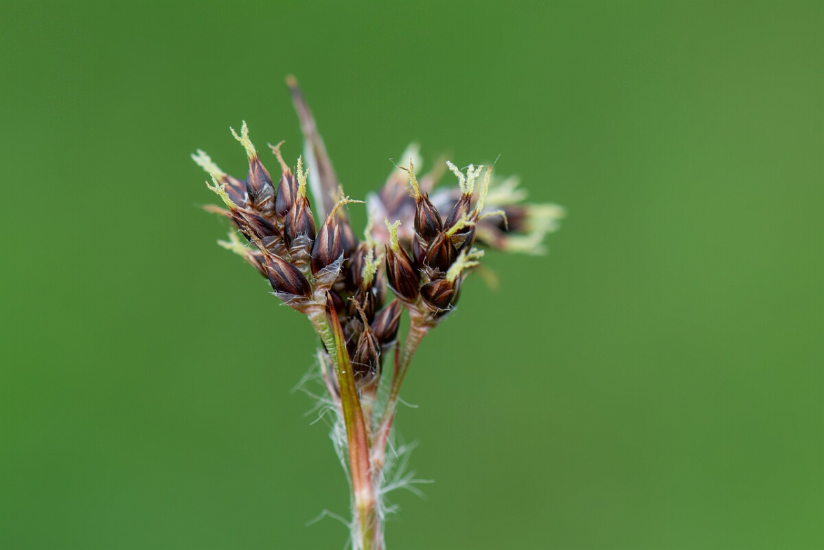 David Plant Photography - Wildlife Photography - Field wood-rush - F.jpg - Field wood-rush, flowers - Gloucestershire