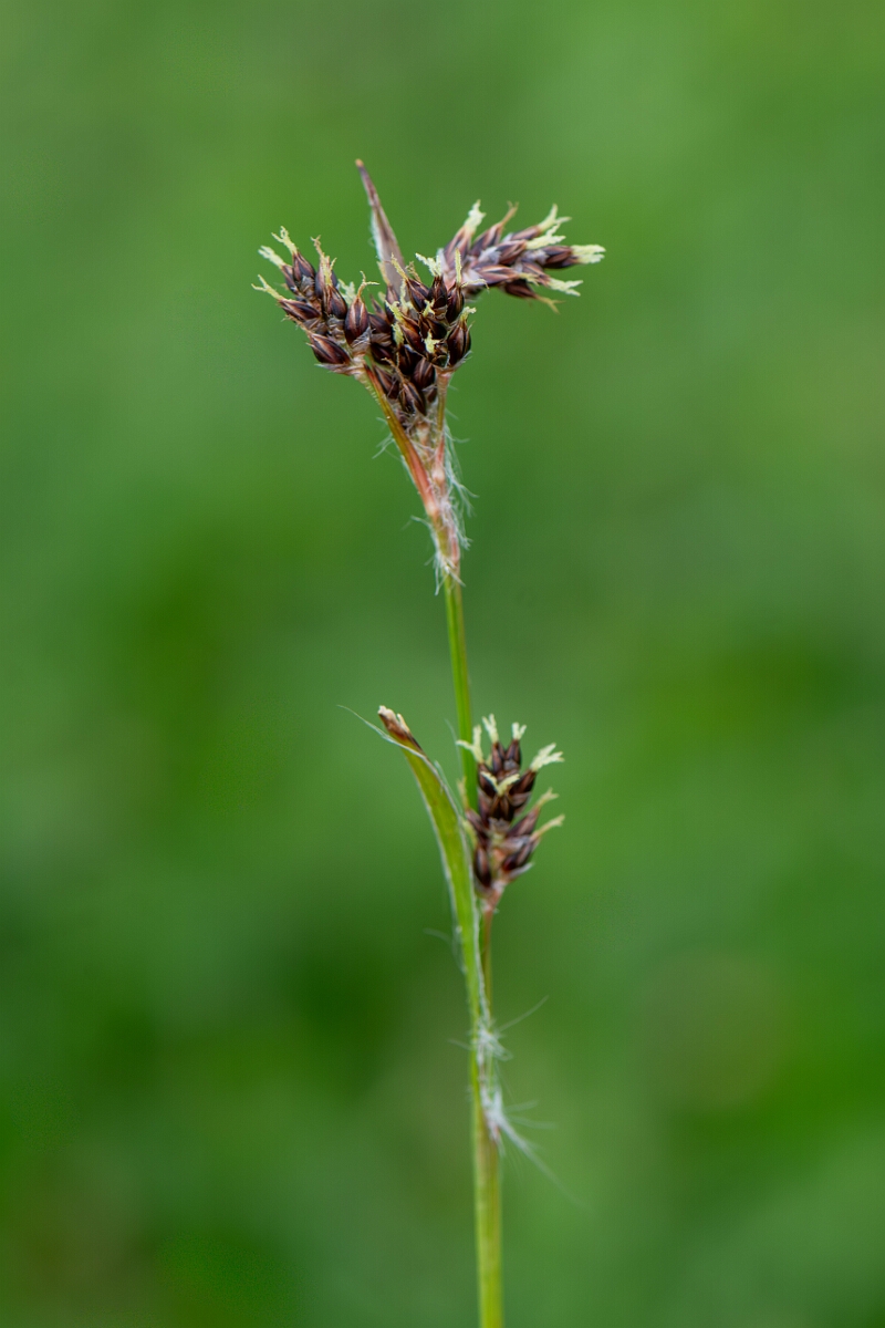 David Plant Photography - Wildlife Photography - Field wood-rush - G.jpg - Field wood-rush - Gloucestershire