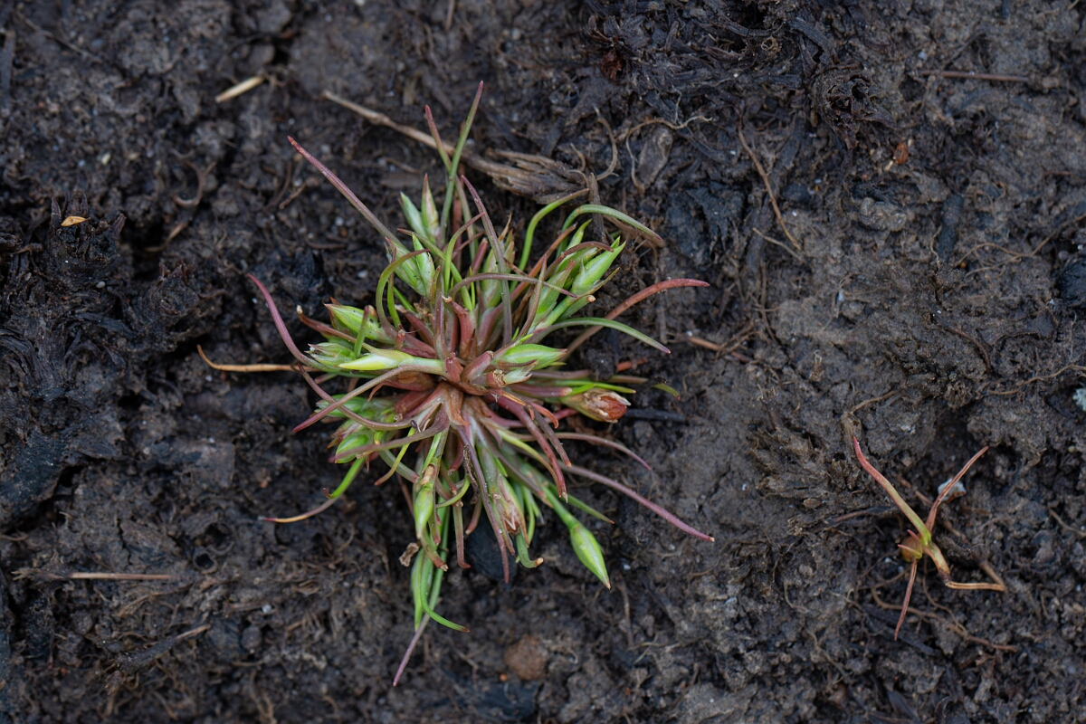 David Plant Photography - Wildlife Photography - Frog rush - F.jpg - Frog rush - Cornwall