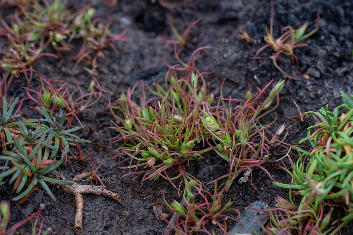 David Plant Photography - Wildlife Photography - Frog rush - G.jpg - Frog rush - Cornwall