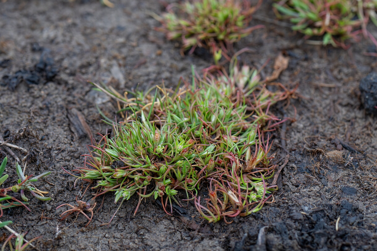David Plant Photography - Wildlife Photography - Frog rush - H.jpg - Frog rush - Cornwall