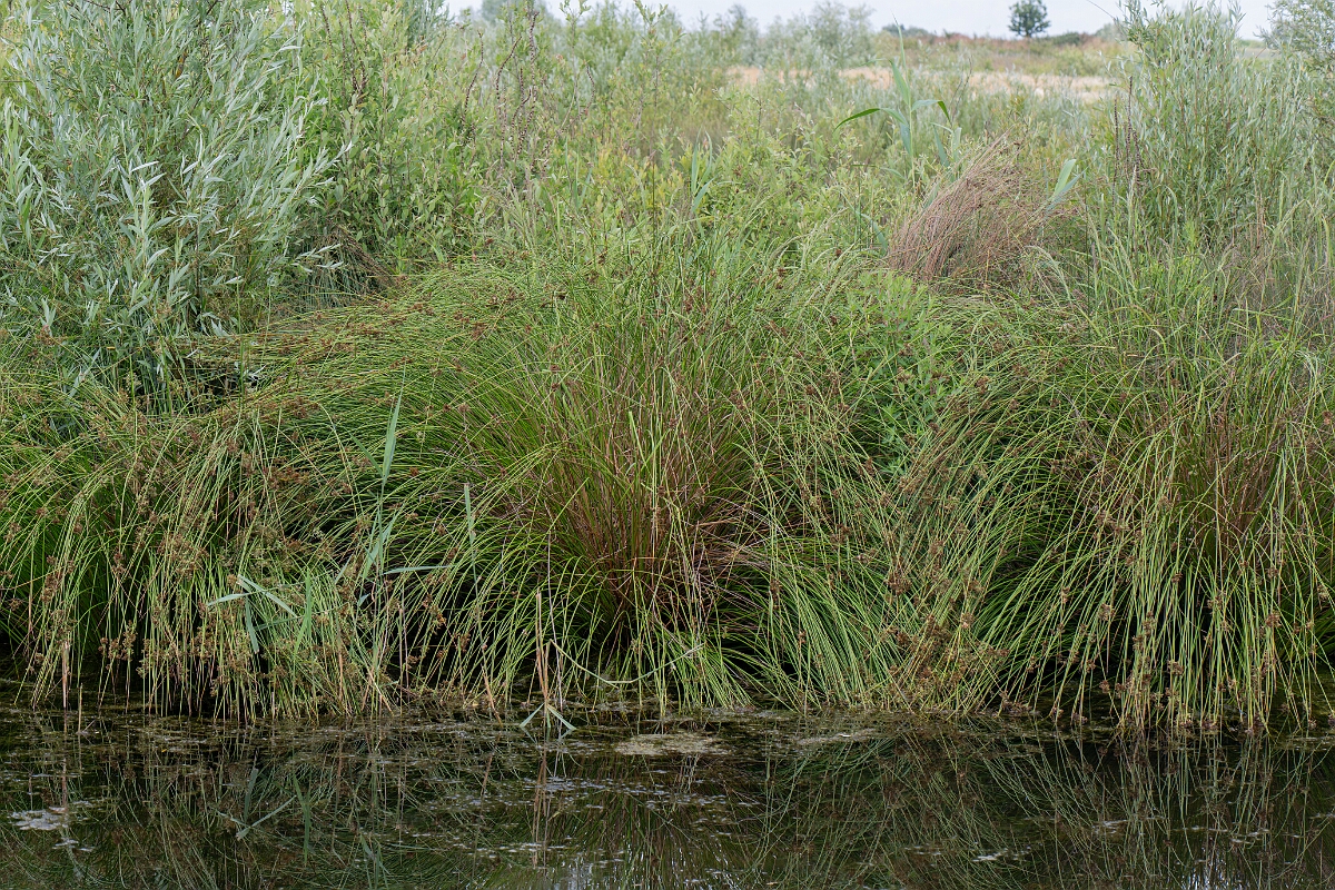 David Plant Photography - Wildlife Photography - Great soft rush - A.jpg - Great soft rush, plant - Bedfordshire