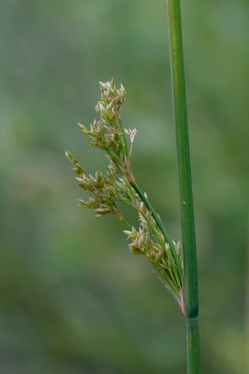 David Plant Photography - Wildlife Photography - Great soft rush - B.jpg