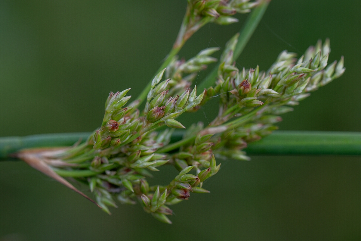 David Plant Photography - Wildlife Photography - Great soft rush - E.jpg