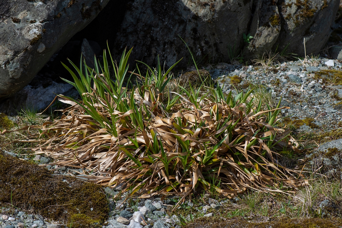 David Plant Photography - Wildlife Photography - Great wood-rush - A.JPG - Great wood-rush, leaves - Perthshire