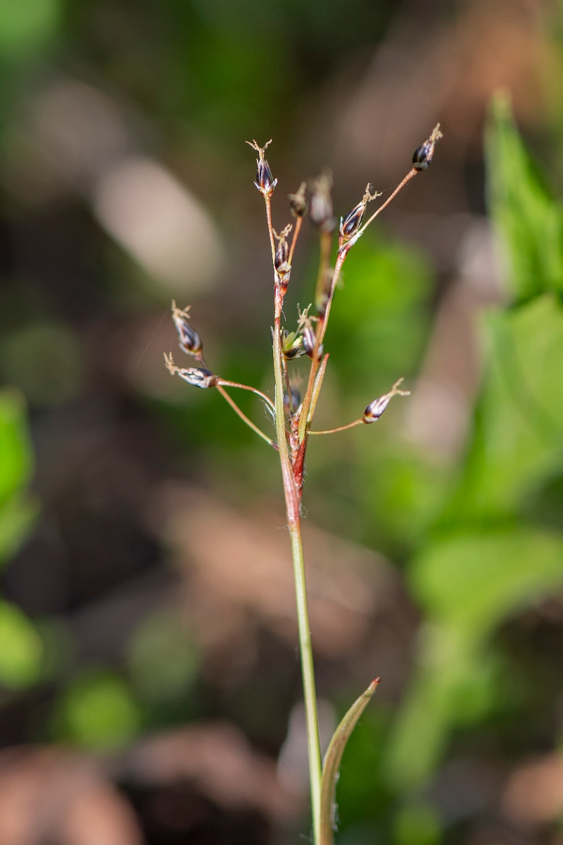 David Plant Photography - Wildlife Photography - Hairy wood-rush - B.JPG - Hairy wood-rush - Cotswolds