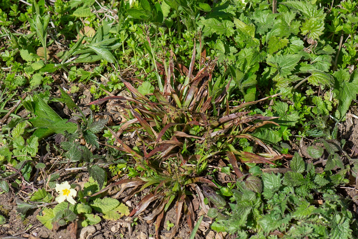 David Plant Photography - Wildlife Photography - Hairy wood-rush - E.JPG - Hairy wood-rush plant - Cotswolds