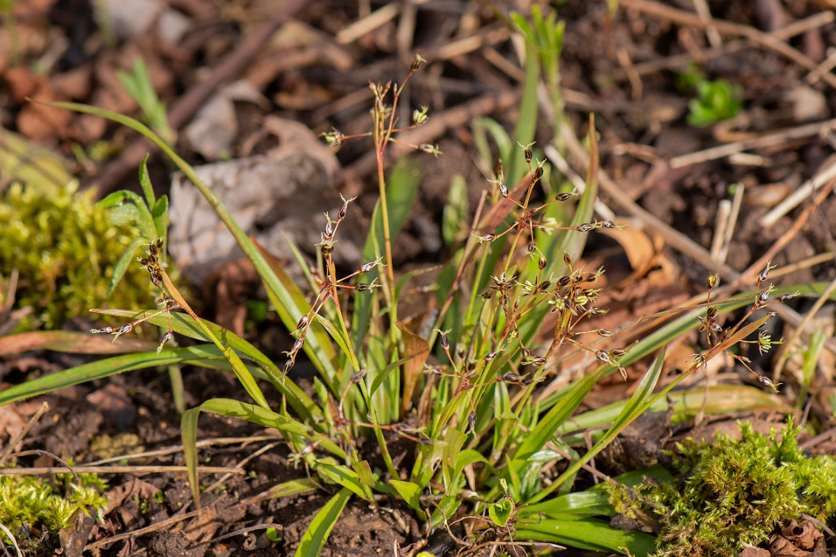 David Plant Photography - Wildlife Photography - Hairy wood-rush - F.JPG - Hairy wood-rush - Cotswolds