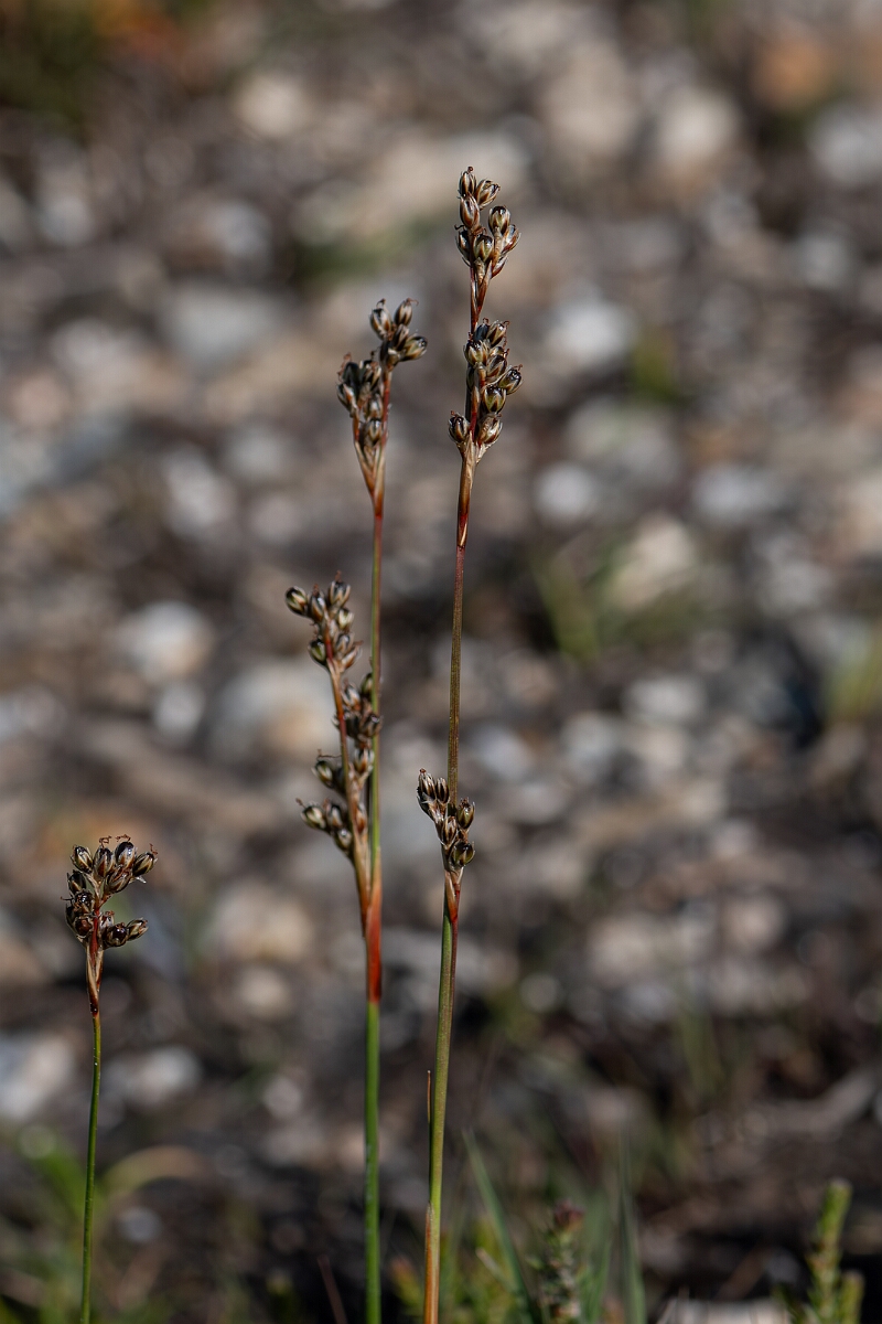 David Plant Photography - Wildlife Photography - Heath rush - F.jpg