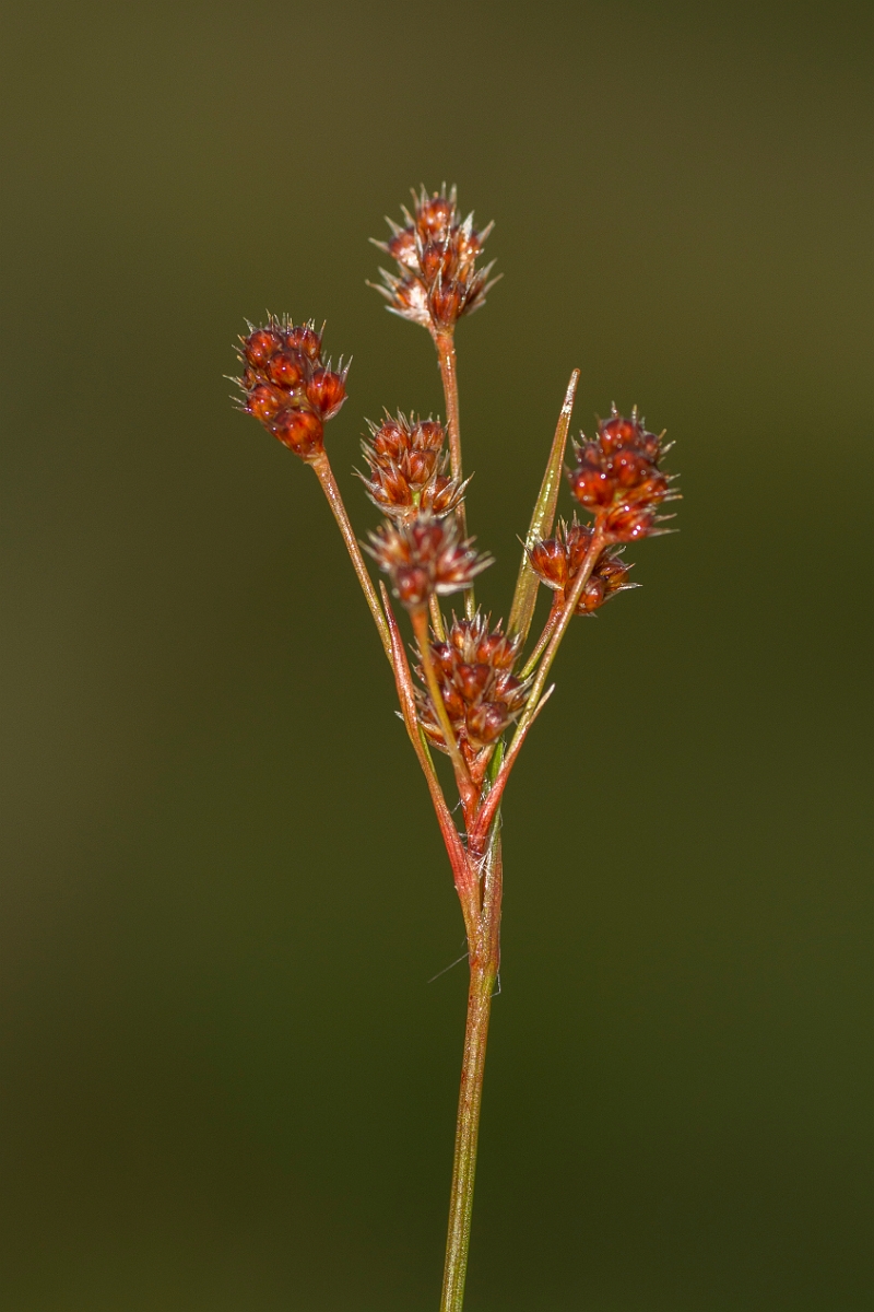 David Plant Photography - Wildlife Photography - Heath wood-rush - C.jpg - Heath rush - Ayrshire