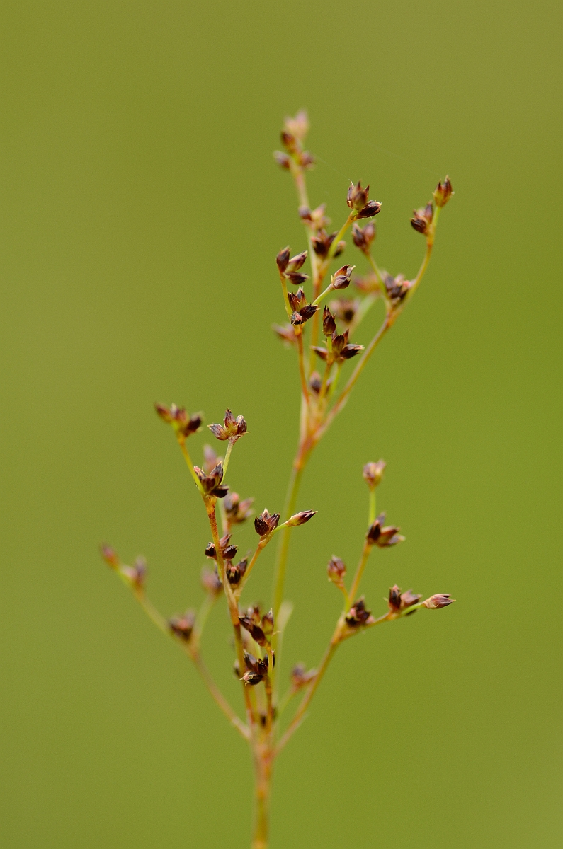 David Plant Photography - Wildlife Photography - Jointed rush - A.jpg - Jointed rush - Rhondda Cynon Taf