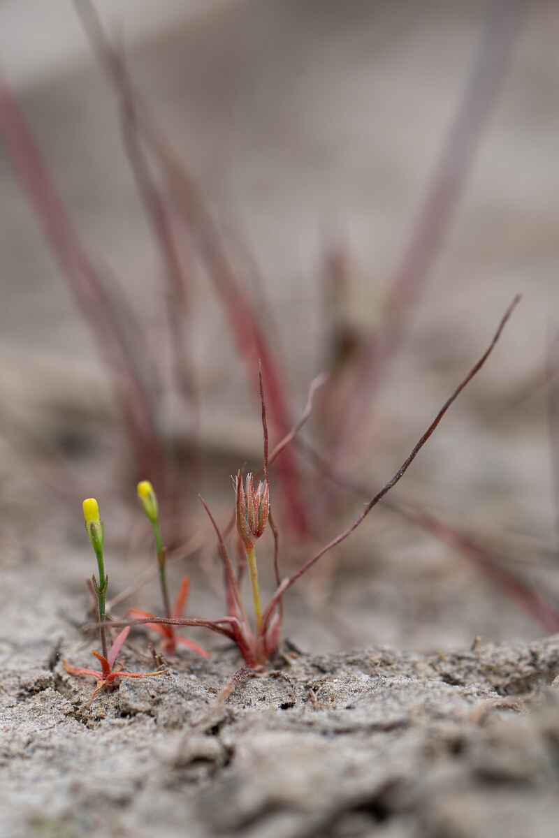 David Plant Photography - Wildlife Photography - Pigmy rush - A.jpg - Pigmy rush - Cornwall