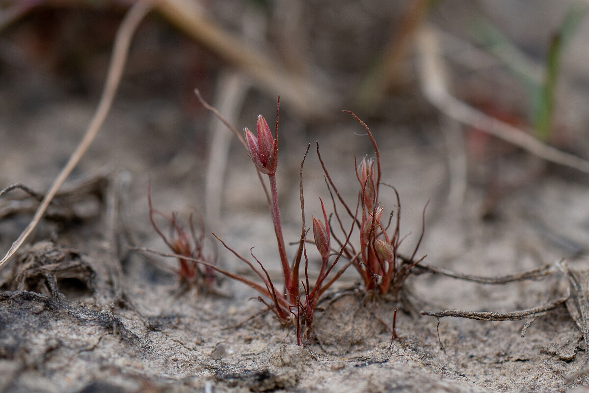 David Plant Photography - Wildlife Photography - Pigmy rush - B.jpg - Pigmy rush - Cornwall