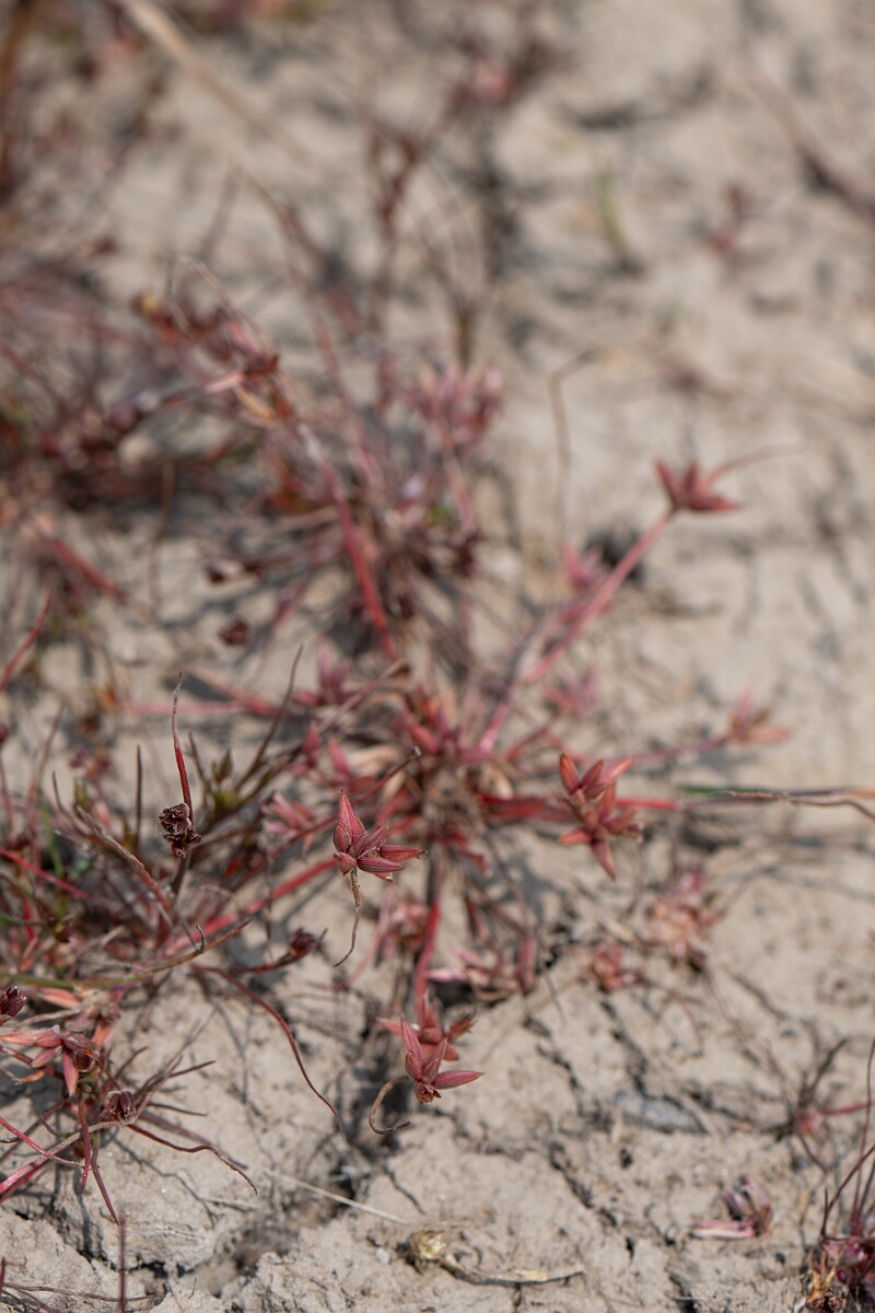 David Plant Photography - Wildlife Photography - Pigmy rush - D.jpg - Pigmy rush - Cornwall