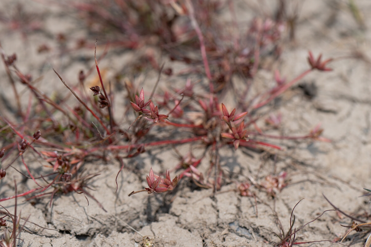 David Plant Photography - Wildlife Photography - Pigmy rush - E.jpg - Pigmy rush - Cornwall