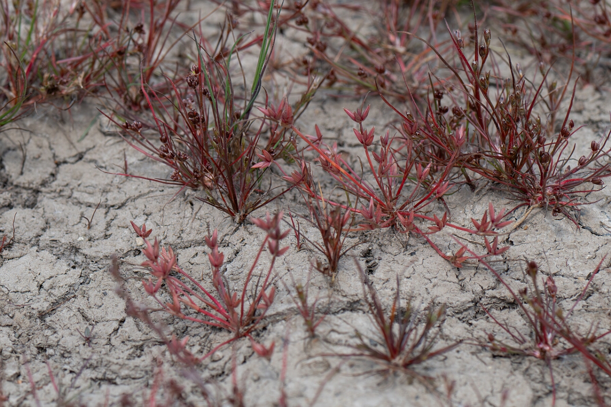 David Plant Photography - Wildlife Photography - Pigmy rush - G.jpg - Pigmy rush - Cornwall