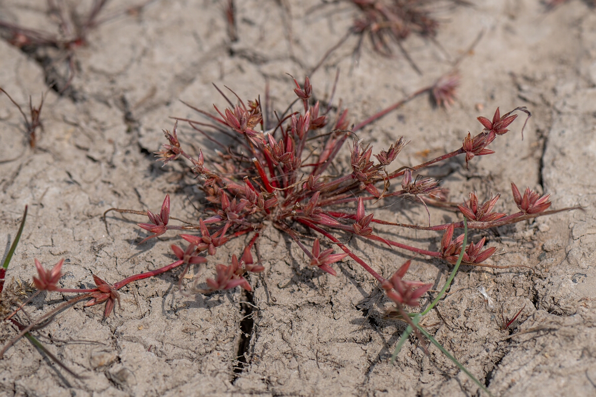 David Plant Photography - Wildlife Photography - Pigmy rush - L.jpg - Pigmy rush - Cornwall