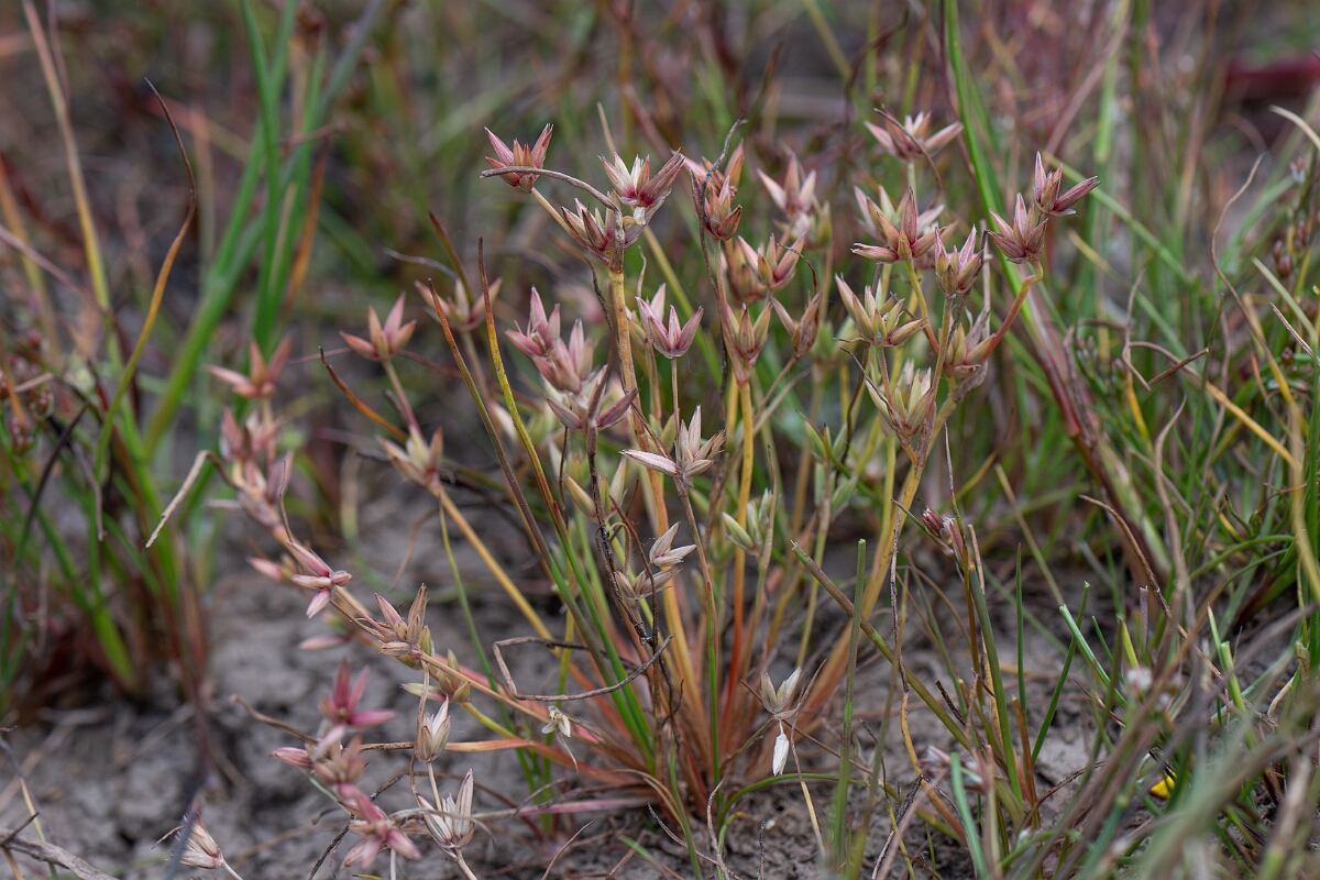 David Plant Photography - Wildlife Photography - Pigmy rush - N.jpg - Pigmy rush - Cornwall