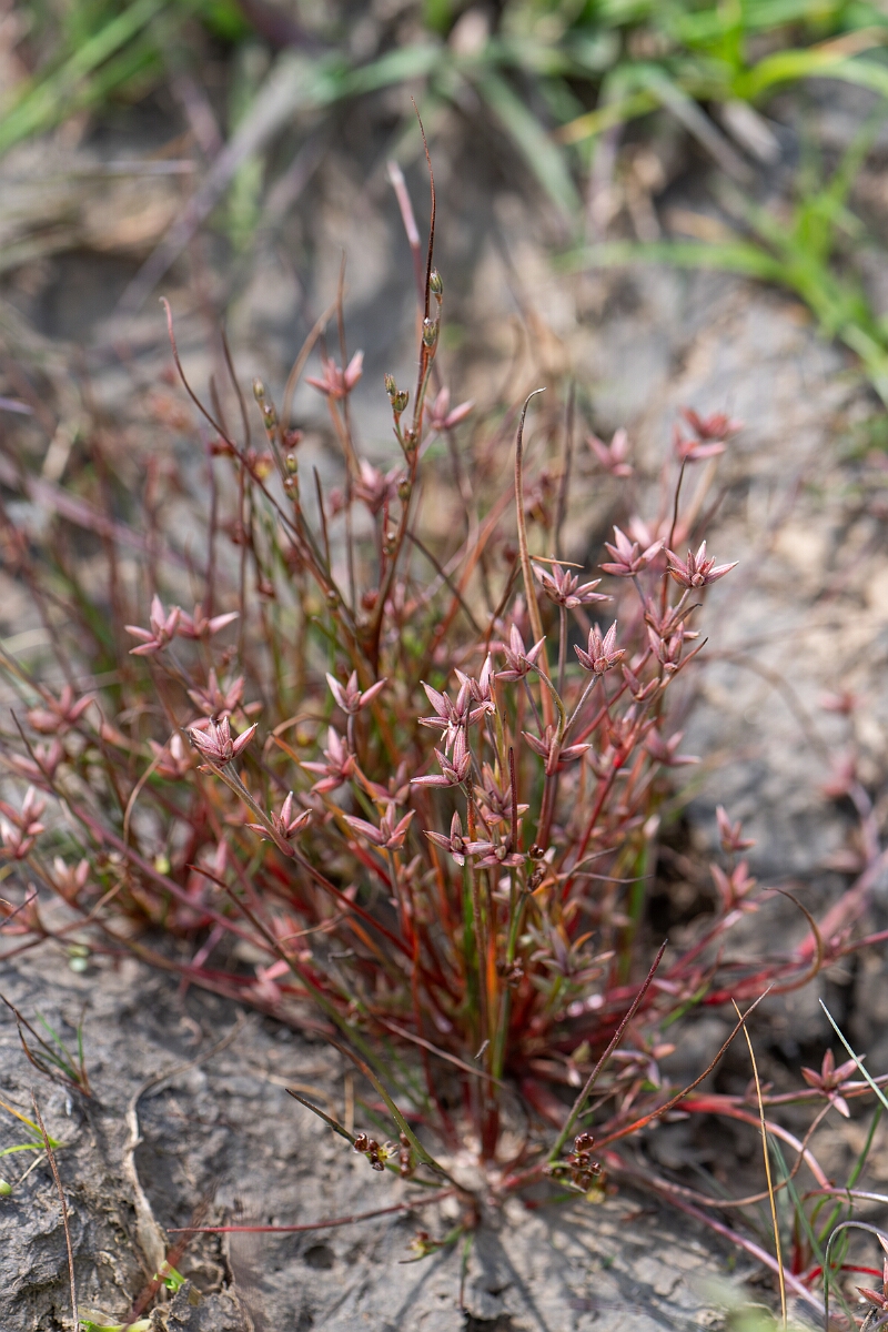 David Plant Photography - Wildlife Photography - Pigmy rush - O.jpg - Pigmy rush - Cornwall