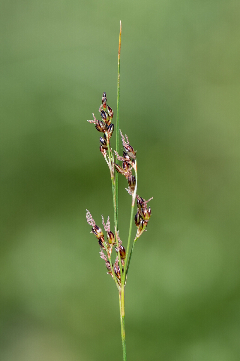 David Plant Photography - Wildlife Photography - Saltmarsh rush - D.jpg - Saltmarsh rush, Juncus gerardii, inflorescence - North Somerset