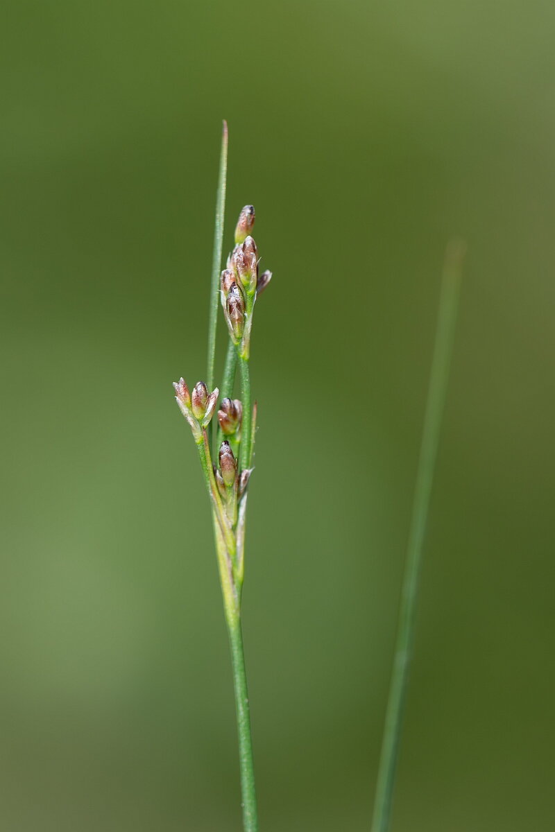 David Plant Photography - Wildlife Photography - Saltmarsh rush - E.jpg - Saltmarsh rush, Juncus gerardii, inflorescence - North Somerset