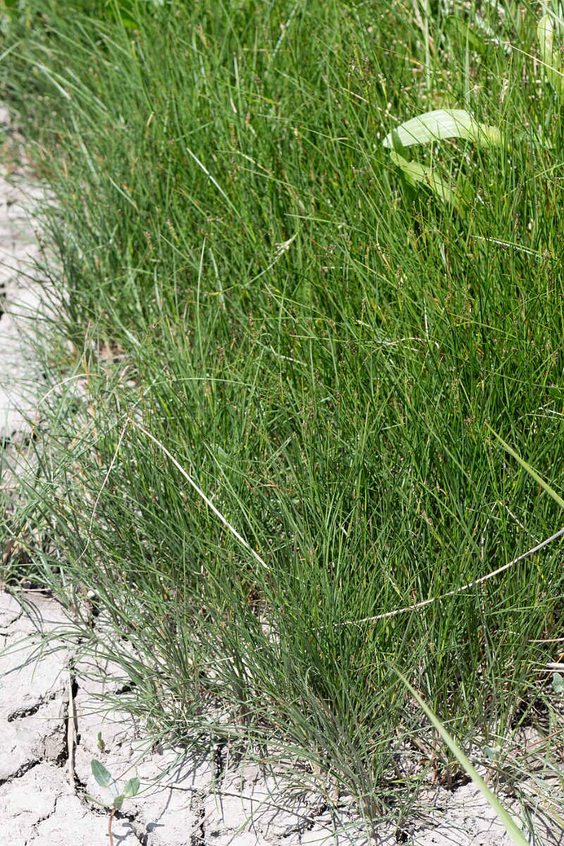 David Plant Photography - Wildlife Photography - Saltmarsh rush - F.jpg - Saltmarsh rush, Juncus gerardii, plants - North Somerset