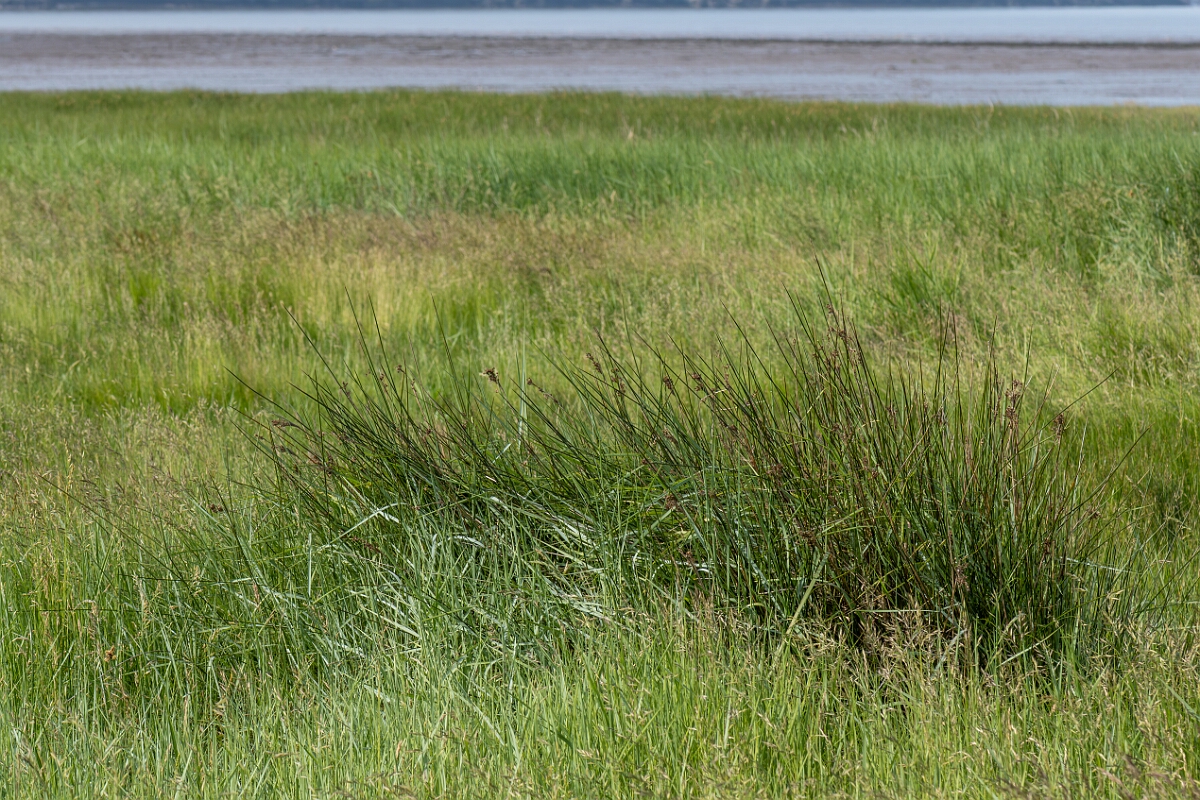 David Plant Photography - Wildlife Photography - Sea rush - A.jpg - Sea rush, Juncus maritimus, plants - North Somerset