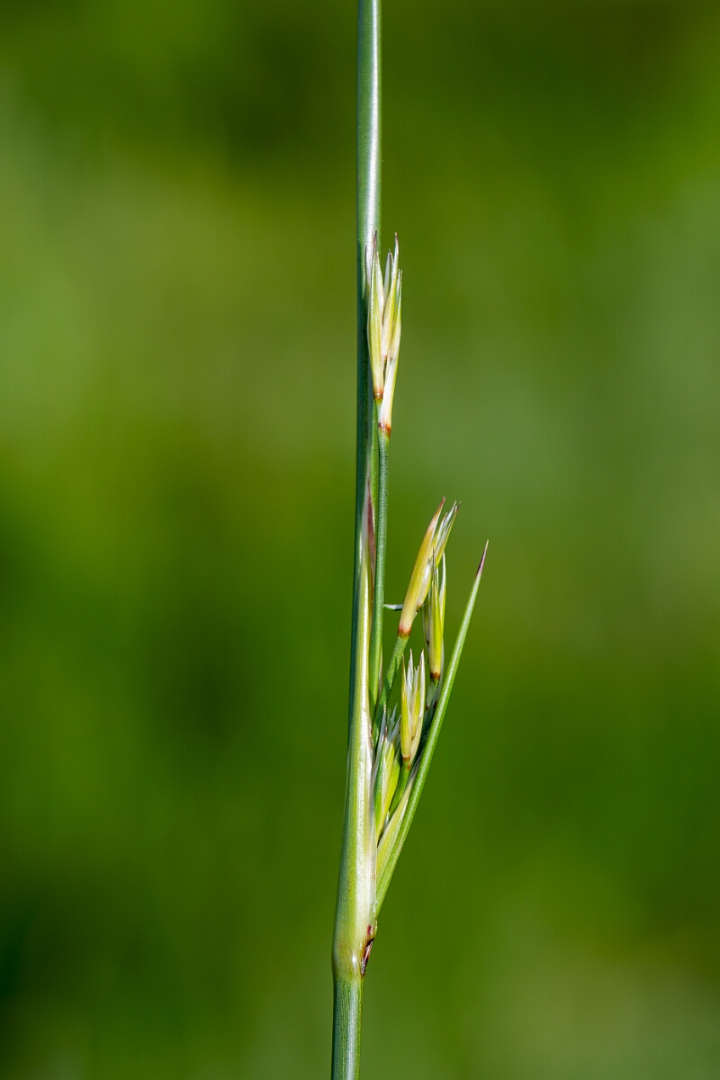 David Plant Photography - Wildlife Photography - Sea rush - D.jpg - Sea rush, Juncus maritimus, inflorescence - North Somerset