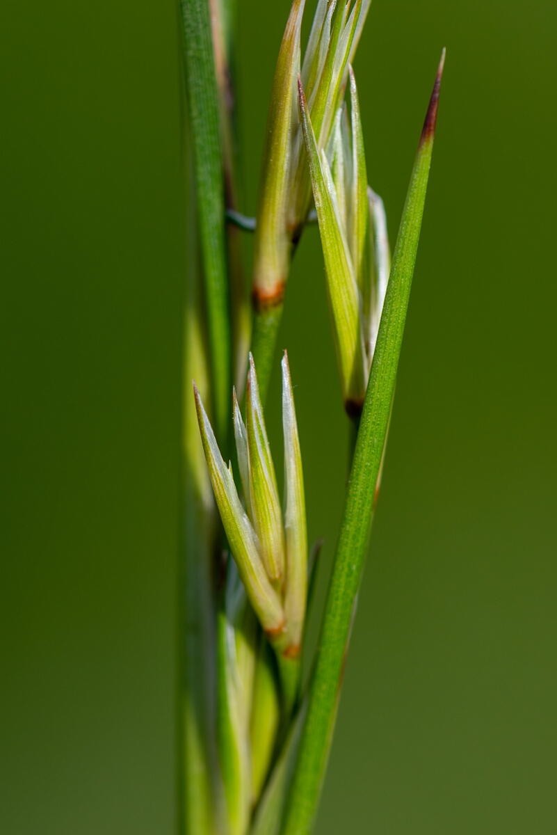 David Plant Photography - Wildlife Photography - Sea rush - E.jpg - Sea rush, Juncus maritimus, inflorescence - North Somerset
