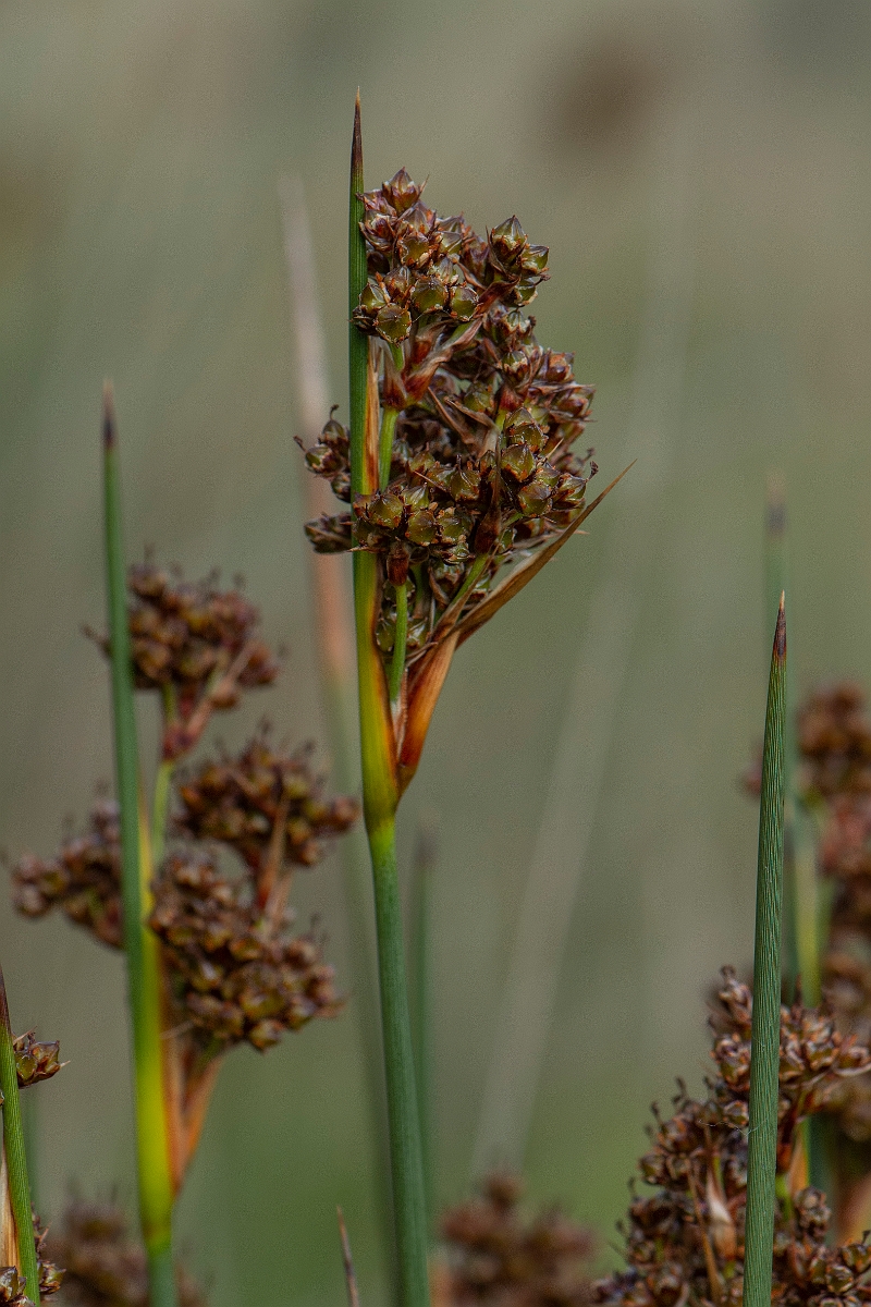 David Plant Photography - Wildlife Photography - Sharp rush - F.JPG - Sharp rush - Bridgend