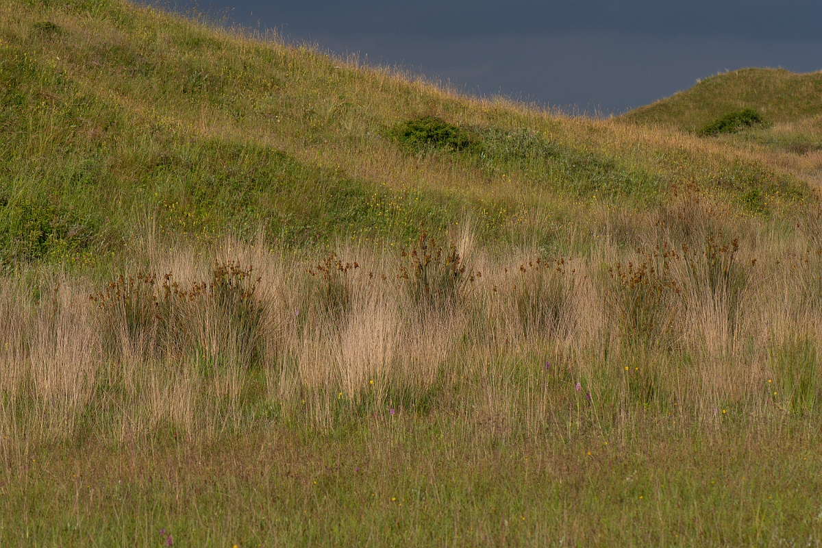 David Plant Photography - Wildlife Photography - Sharp rush - G.JPG - Sharp rush - Bridgend