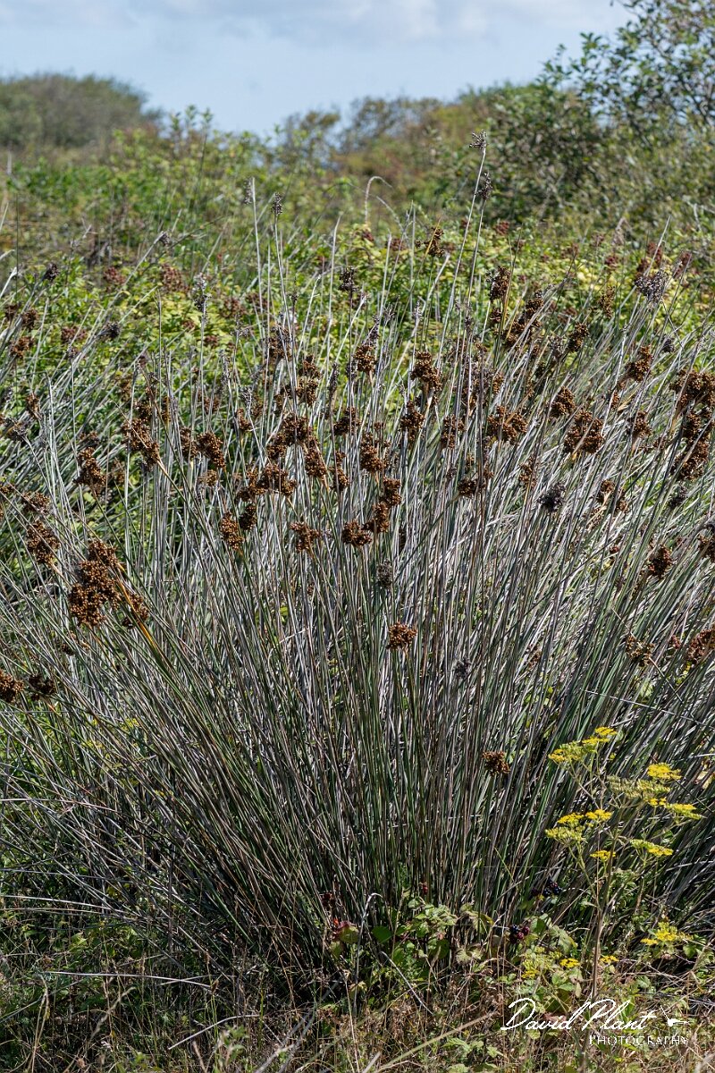 David Plant Photography - Wildlife Photography - Sharp rush - H.jpg - Sharp rush, Juncus acutus - Devon
