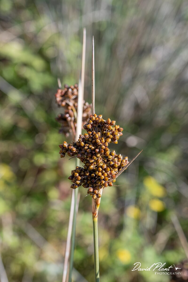 David Plant Photography - Wildlife Photography - Sharp rush - I.jpg - Sharp rush, Juncus acutus - Devon