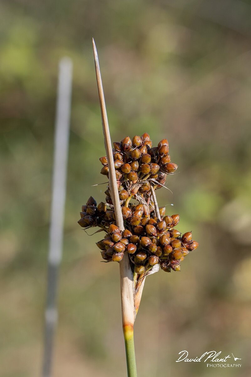 David Plant Photography - Wildlife Photography - Sharp rush - J.jpg - Sharp rush, Juncus acutus - Devon